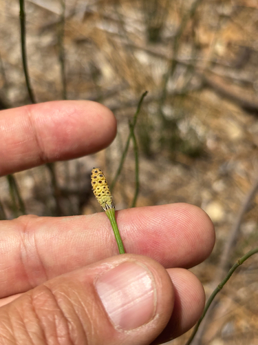 iNaturalist observation photo of smooth horsetail