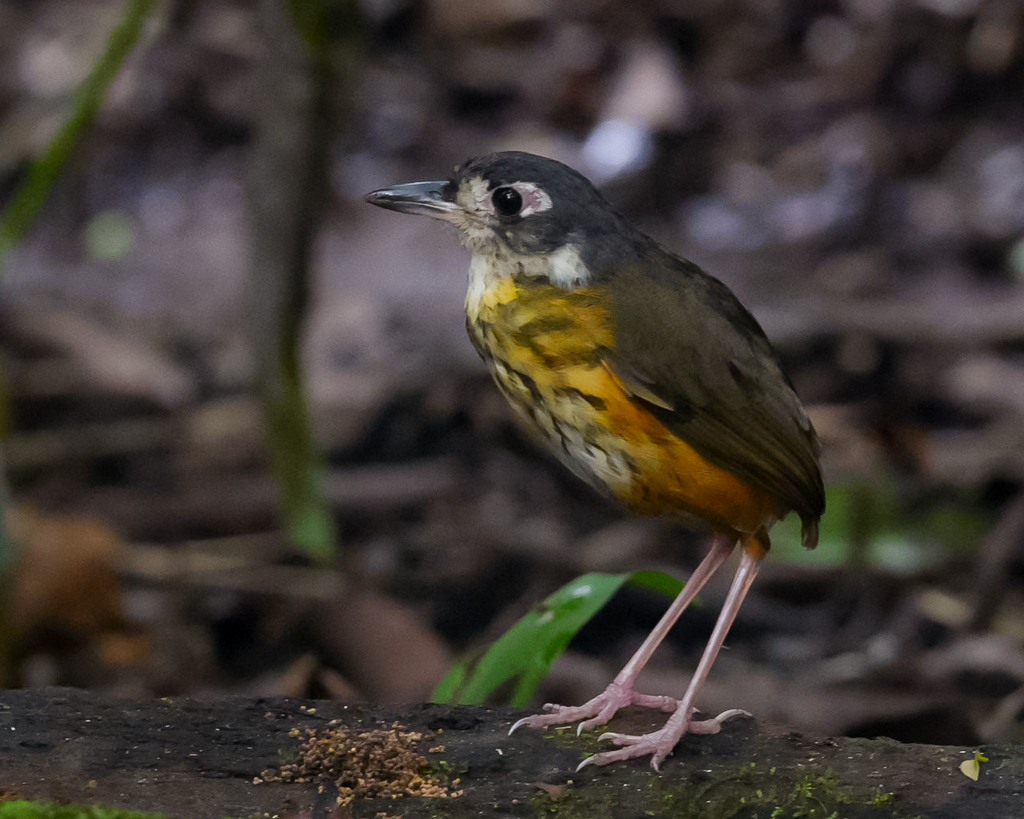 Thrush-like Antpittas
