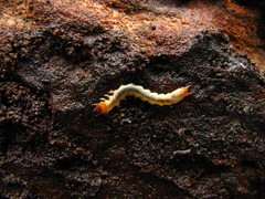 Dendroides canadensis