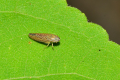 Graphocephala innervis