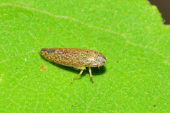 Graphocephala innervis
