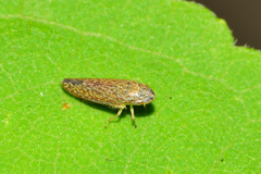 Graphocephala innervis