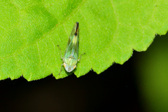 Graphocephala ignava