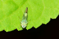 Graphocephala ignava
