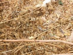 Podarcis siculus siculus