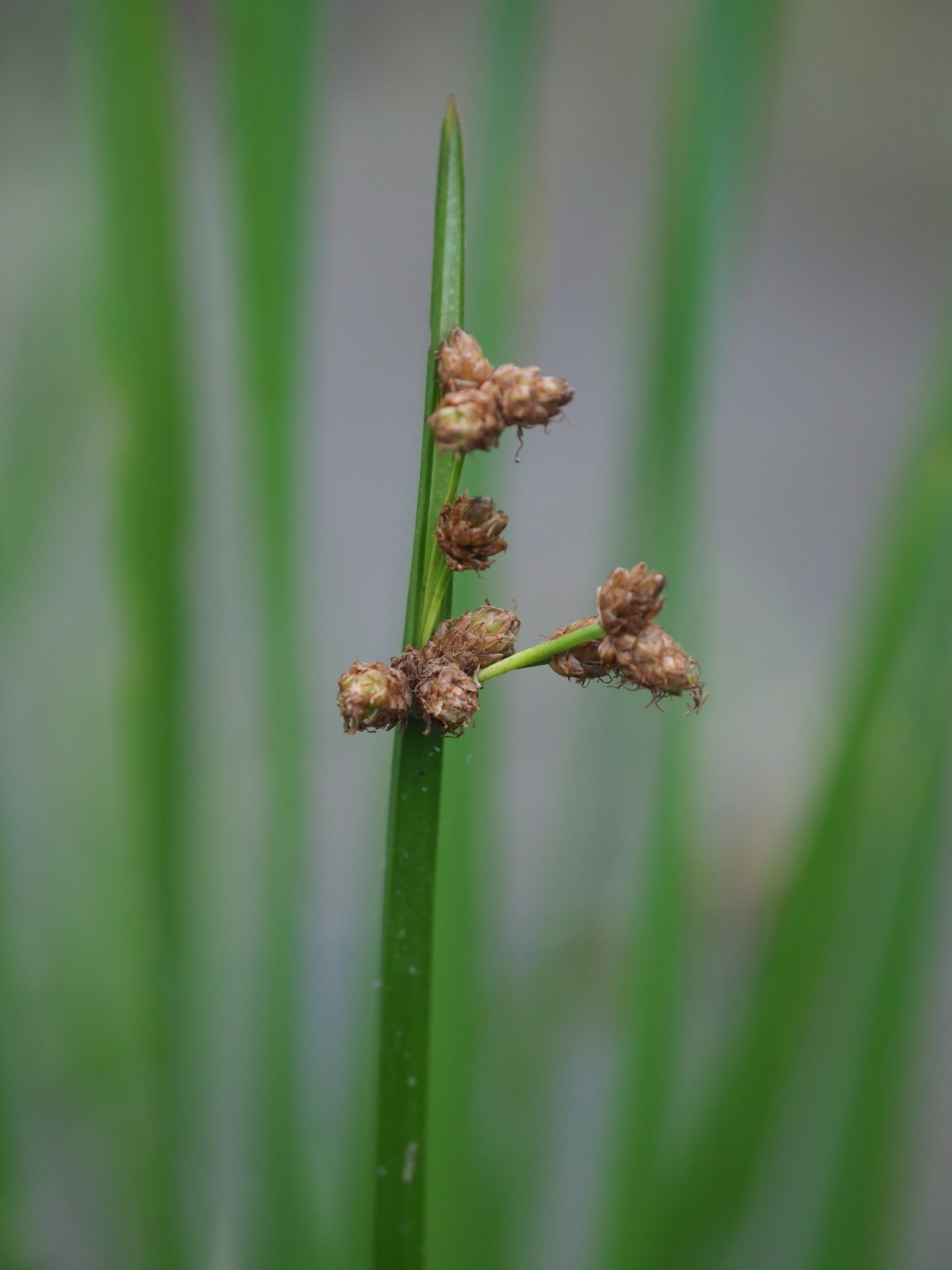 Schoenoplectus triqueter