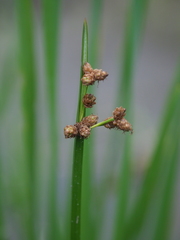 Schoenoplectus triqueter