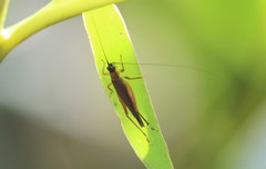 Aphonoidini
