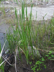 Schoenoplectus triqueter