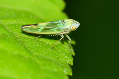 Graphocephala ignava