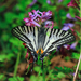 Graphium alebion - Photo (c) B yulong, some rights reserved (CC BY-NC), uploaded by B yulong