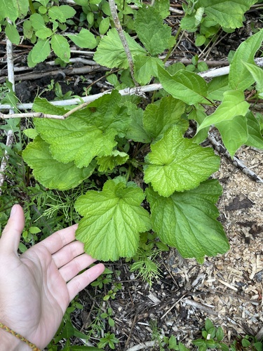 Rough Avens (Geum laciniatum)
