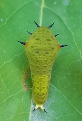 Graphium agamemnon agamemnon