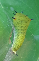 Graphium agamemnon agamemnon