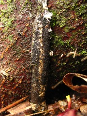 Atypidae