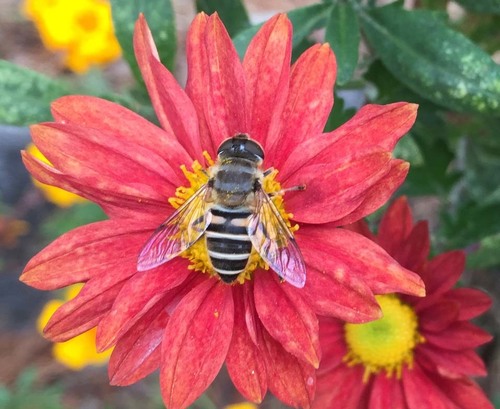 Eristalis cerealis