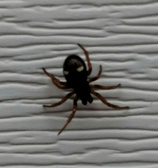 Asagena americana