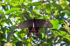 Papilio elwesi