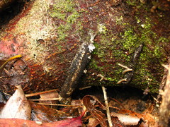 Atypidae