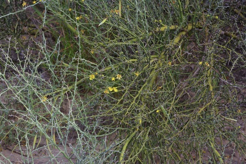 Parkinsonia texana, photograph 3