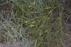 Parkinsonia texana, photograph Michelle W. （鍾偉瑋）, CC BY, iNaturalist via GBIF