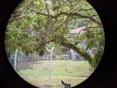 Ketupa ketupu