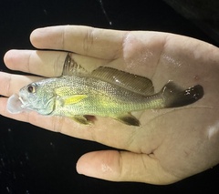Belanger's Croaker photo 3