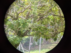 Ketupa ketupu