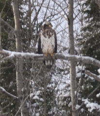 Haliaeetus leucocephalus washingtoniensis
