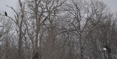 Haliaeetus leucocephalus washingtoniensis