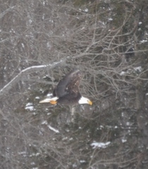 Haliaeetus leucocephalus washingtoniensis