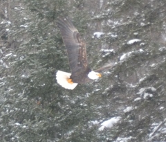 Haliaeetus leucocephalus washingtoniensis