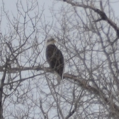 Haliaeetus leucocephalus washingtoniensis