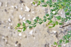 Parkinsonia texana, photograph Michelle W. （鍾偉瑋）, CC BY, iNaturalist via GBIF