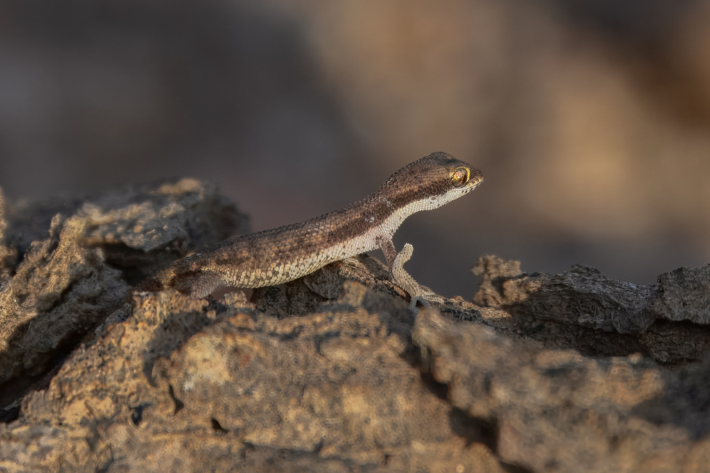 Parker's Pigmy Gecko