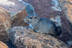 Speke's Gundi photo 1