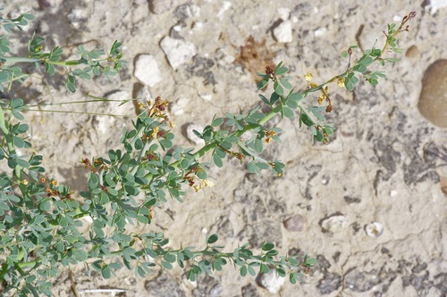 Parkinsonia texana, photograph 5