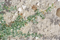 Parkinsonia texana, photograph Michelle W. （鍾偉瑋）, CC BY, iNaturalist via GBIF
