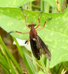 Diogmites platypterus