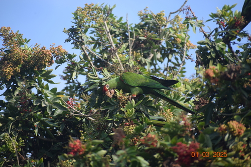 Cordilleran Parakeet (Psittacara frontatus), photo 7