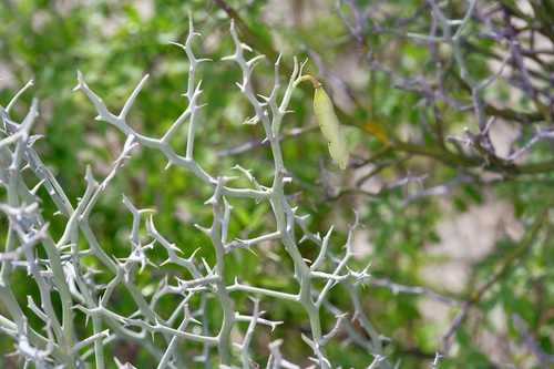 Parkinsonia texana, photograph 6