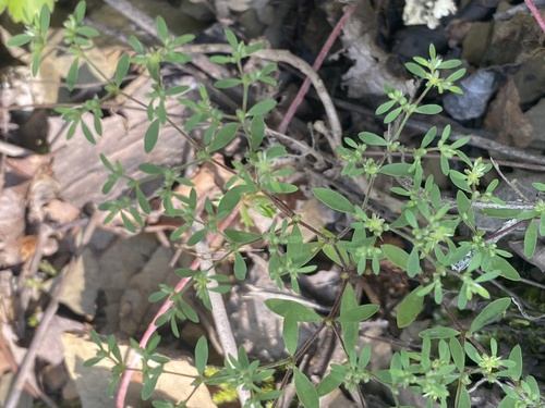 shale-barren whitlow-wort (Paronychia montana)
