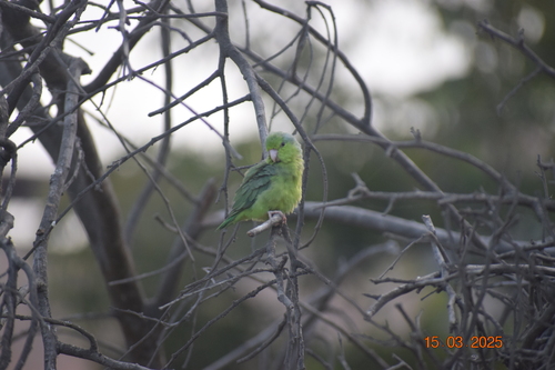 Pacific Parrotlet (Forpus coelestis), photo 9