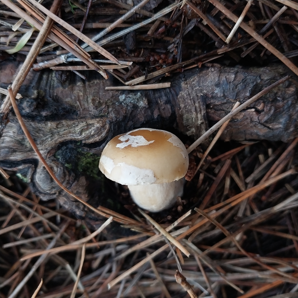 Amanita junquillea · July 2025 · photo: © kiwialli (iNaturalist, cc-by)