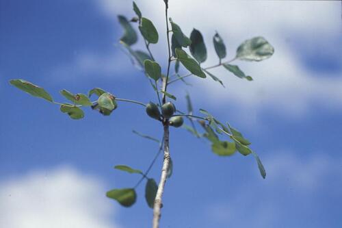 Commiphora pterocarpa