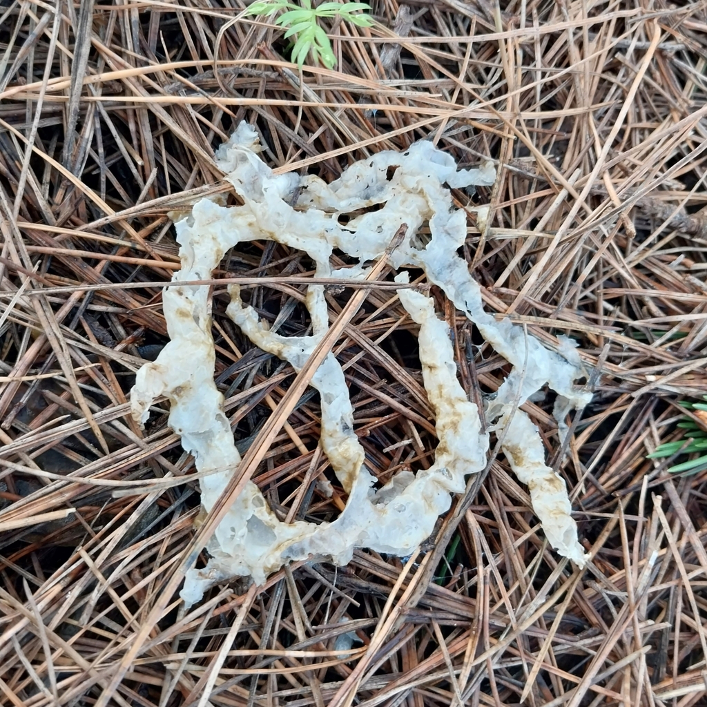 Ileodictyon cibarium · July 2025 · photo: © kiwialli (iNaturalist, cc-by)