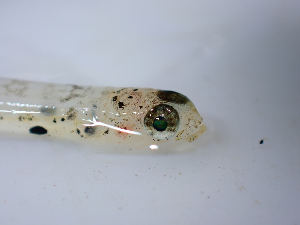 Bluntnose lizardfish