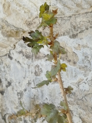 Ribes aciculare