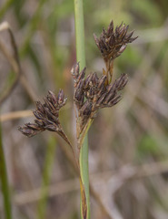 Juncus lesueurii