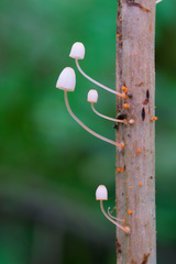 Mycena pterigena
